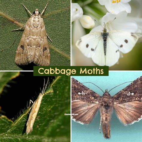 Moth Control & Prevention .